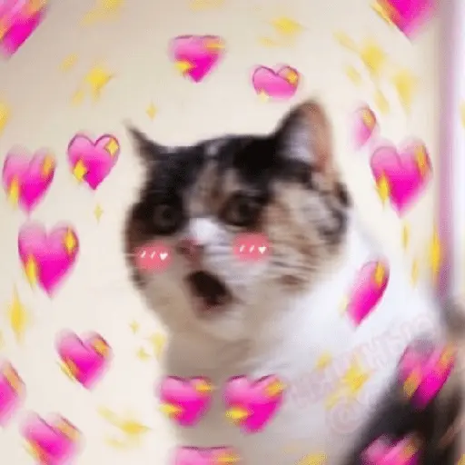 Gatos Amor💖💙💛