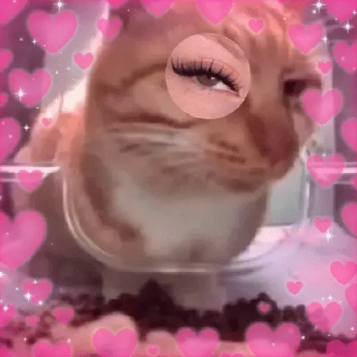 Gatos Amor💖💙💛