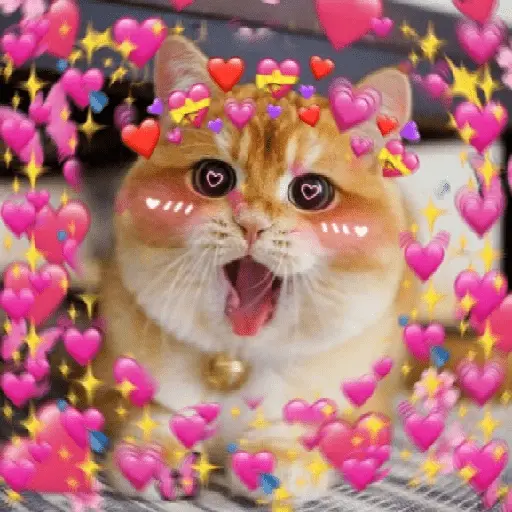 Gatos Amor💖💙💛
