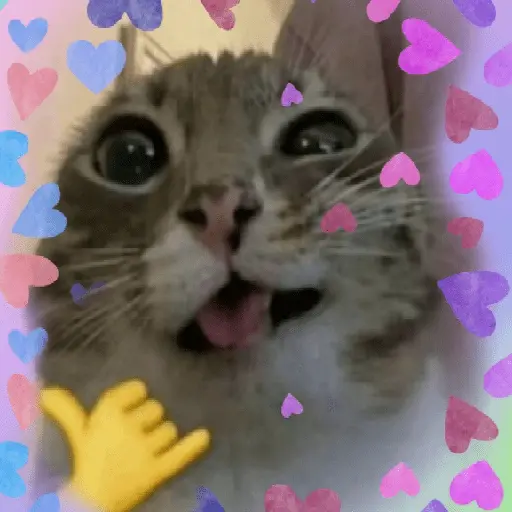 Gatos Amor💖💙💛