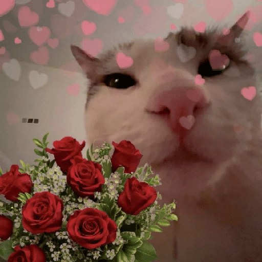 Gatos Amor💖💙💛 preview