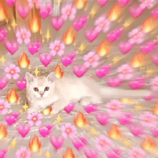 Gatos Amor💖💙💛