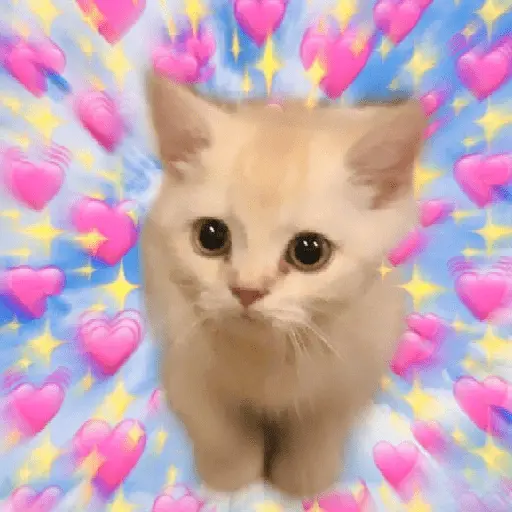 Gatos Amor💖💙💛