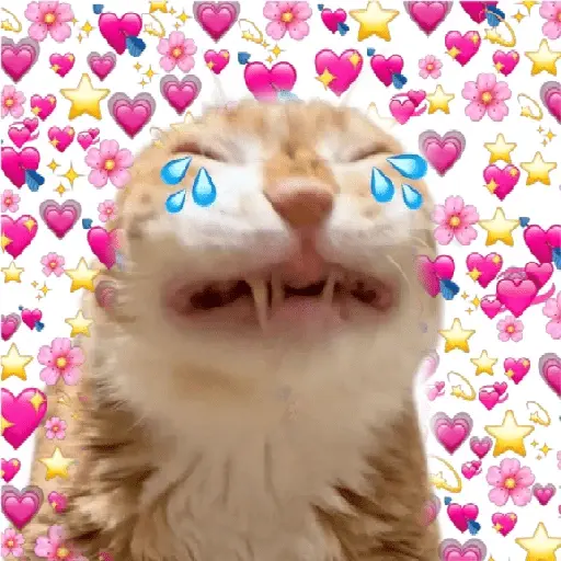Gatos Amor💖💙💛