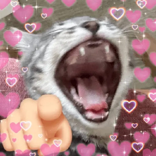Gatos Amor💖💙💛