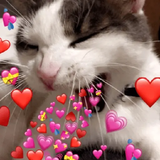 Gatos Amor💖💙💛