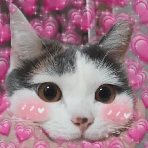 Gatos Amor💖💙💛