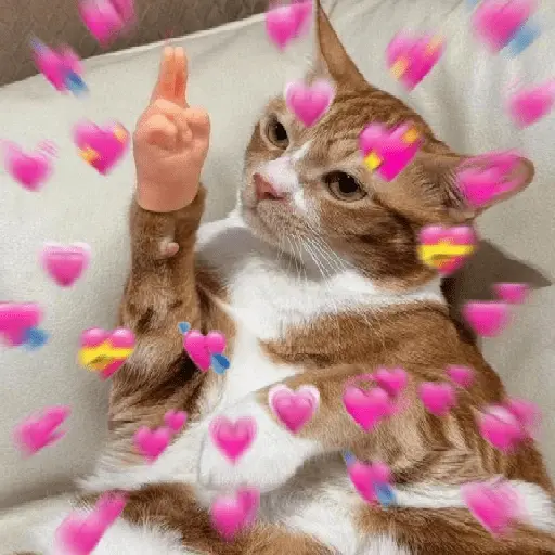 Gatos Amor💖💙💛