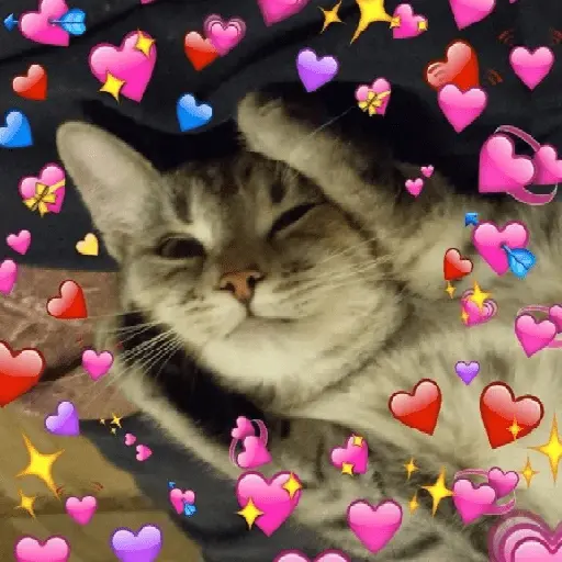 Gatos Amor💖💙💛