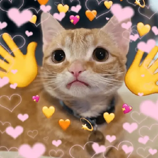 Gatos Amor💖💙💛