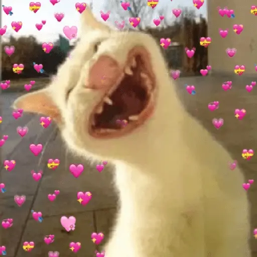 Gatos Amor💖💙💛