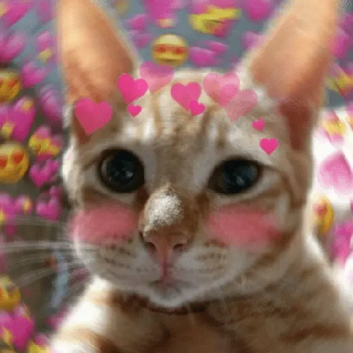 Gatos Amor💖💙💛