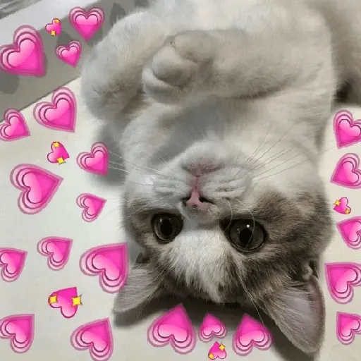 Gatos Amor💖💙💛