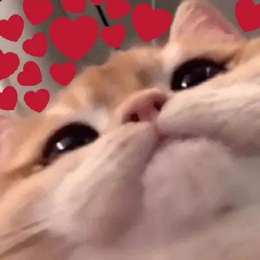 Gatos Amor💖💙💛