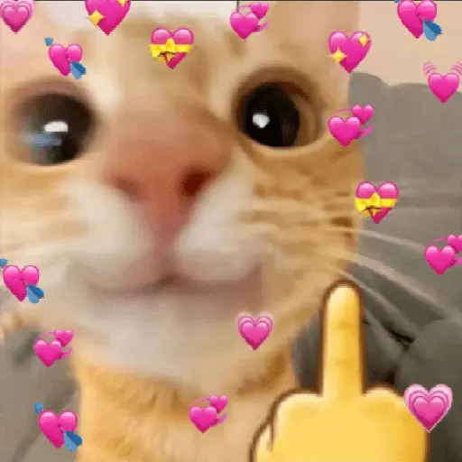 Gatos Amor💖💙💛