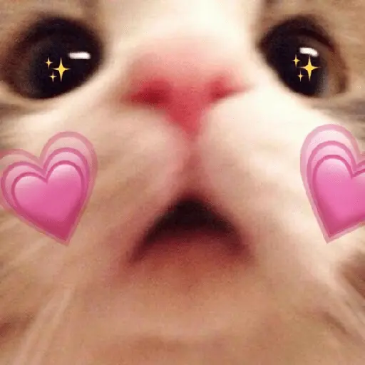 Gatos Amor💖💙💛