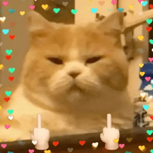 Gatos Amor💖💙💛