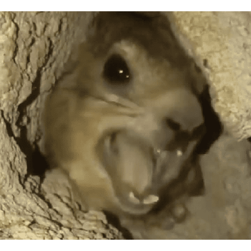 Animales locos preview