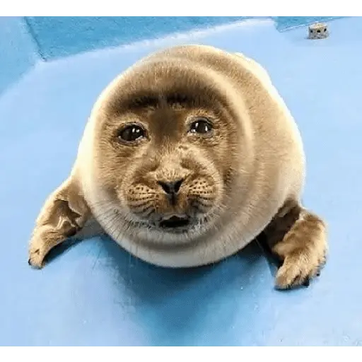 Animales locos