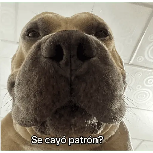 Animales locos