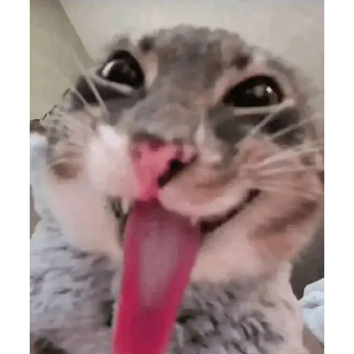 Animales locos