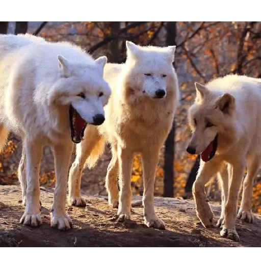 Animales locos
