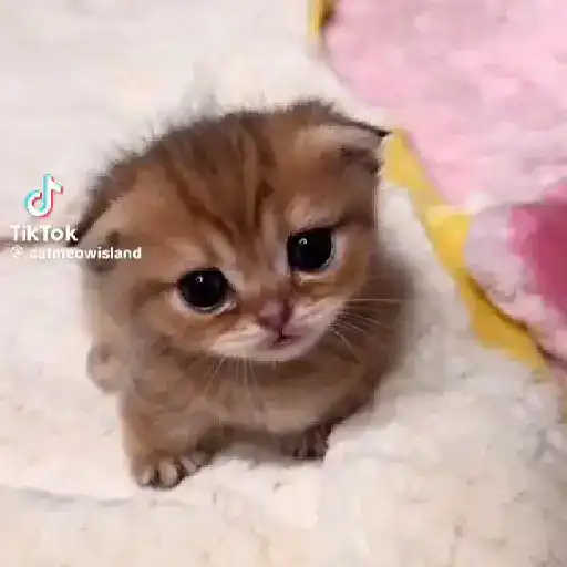 🌈🐈✨️Gatitos Bebes Pal Chat✨️🐈🌈