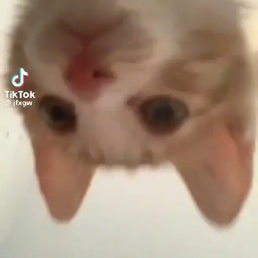🌈🐈✨️Gatitos Bebes Pal Chat✨️🐈🌈