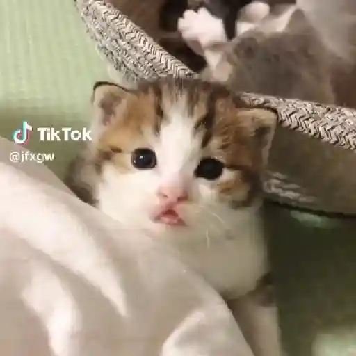 🌈🐈✨️Gatitos Bebes Pal Chat✨️🐈🌈