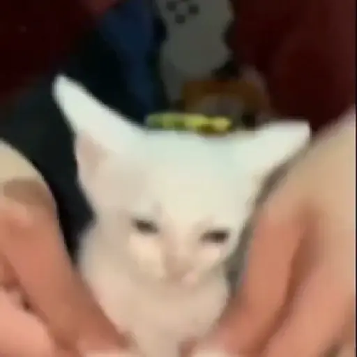 🌈🐈✨️Gatitos Bebes Pal Chat✨️🐈🌈