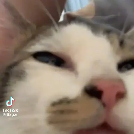 🌈🐈✨️Gatitos Bebes Pal Chat✨️🐈🌈