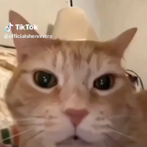 🌈🐈✨️Gatitos Bebes Pal Chat✨️🐈🌈