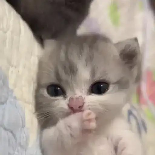 🌈🐈✨️Gatitos Bebes Pal Chat✨️🐈🌈