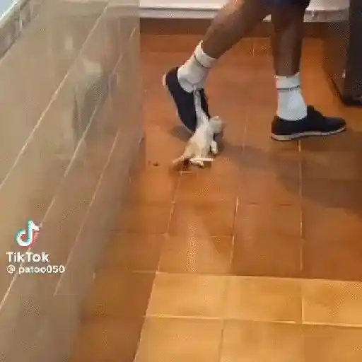 🌈🐈✨️Gatitos Bebes Pal Chat✨️🐈🌈