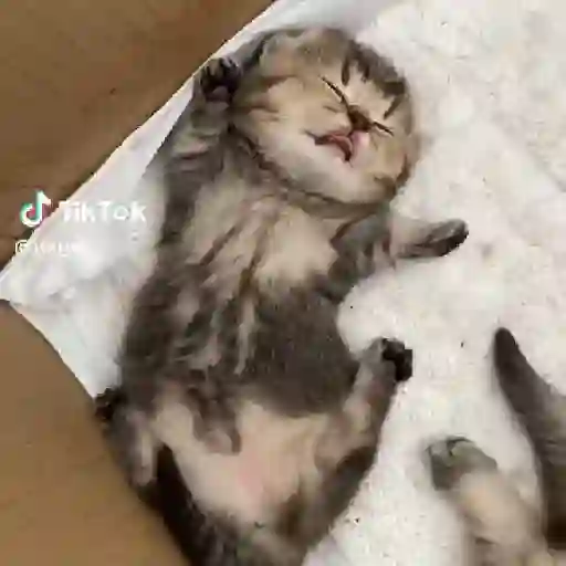 🌈🐈✨️Gatitos Bebes Pal Chat✨️🐈🌈