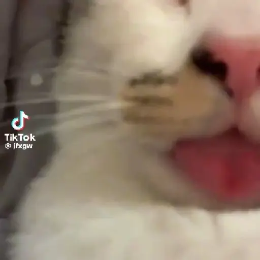 🌈🐈✨️Gatitos Bebes Pal Chat✨️🐈🌈