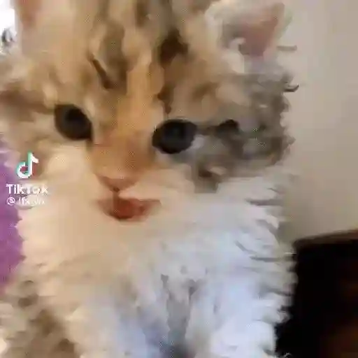 🌈🐈✨️Gatitos Bebes Pal Chat✨️🐈🌈