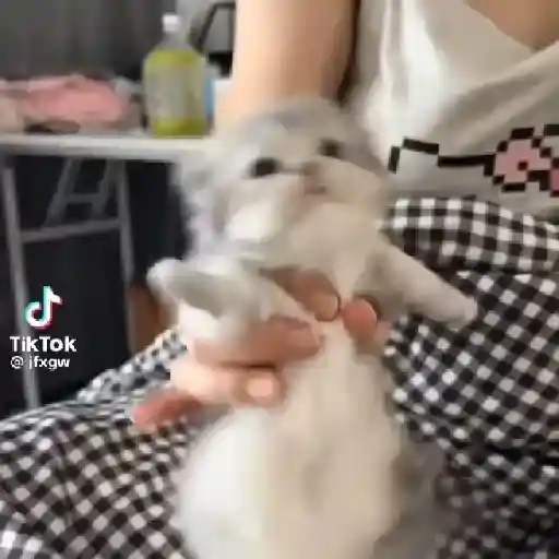 🌈🐈✨️Gatitos Bebes Pal Chat✨️🐈🌈