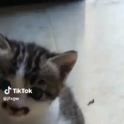 🌈🐈✨️Gatitos Bebes Pal Chat✨️🐈🌈