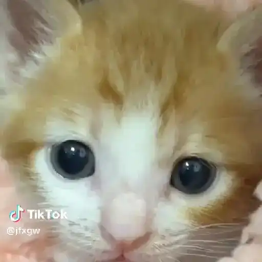 🌈🐈✨️Gatitos Bebes Pal Chat✨️🐈🌈