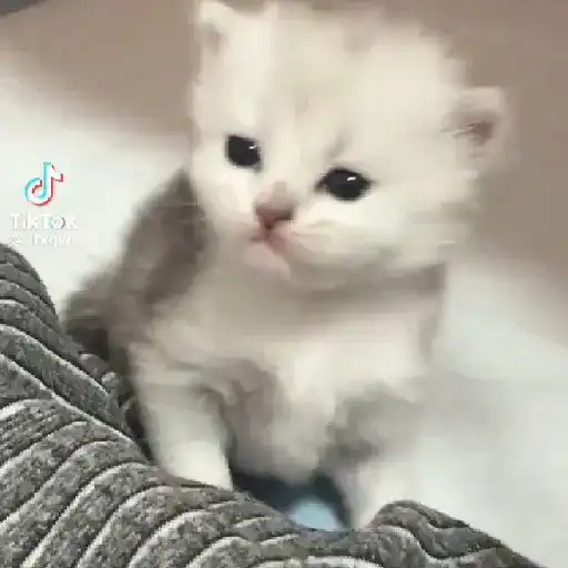🌈🐈✨️Gatitos Bebes Pal Chat✨️🐈🌈