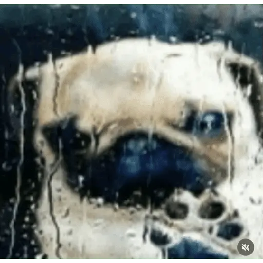 Momos de Tiktok 1°