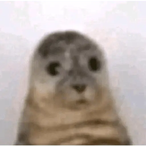 Momos de Tiktok 1°