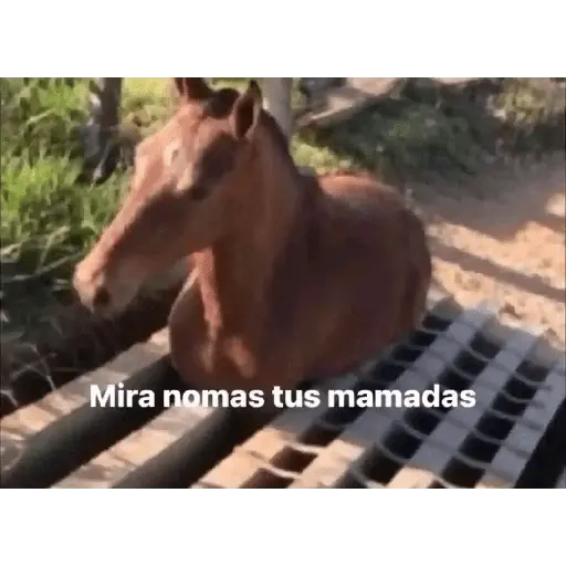 Momos de Tiktok 1°