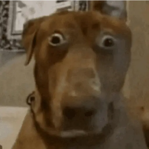Momos de Tiktok 1°
