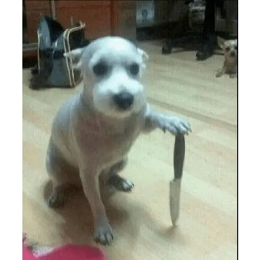 Momos de Tiktok 1°