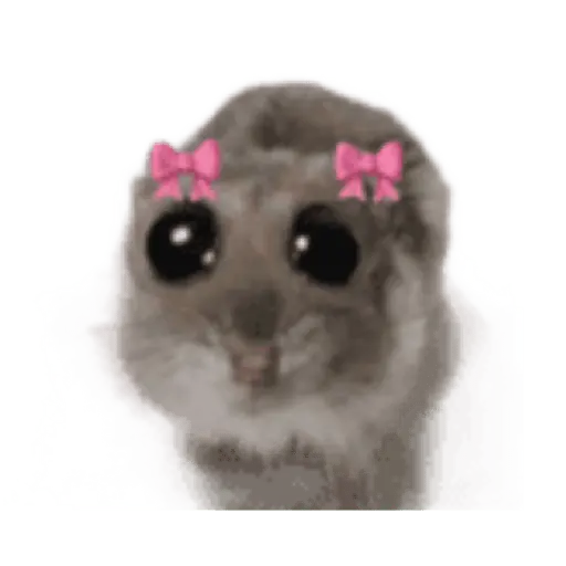 Hámster | Ratita triste 😢🐹