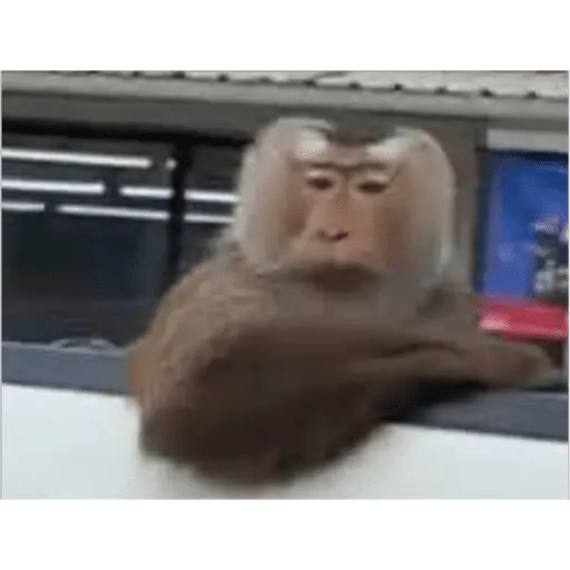 animales