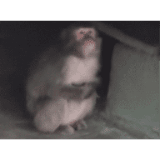 animales preview