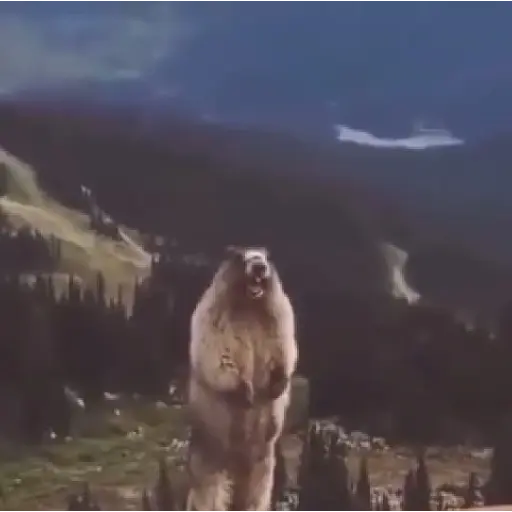 reaction tiktok